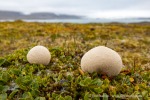 230823a_Erdmannflya_067_D