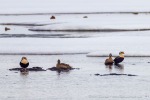 a8_Flytangen_26Juni12_084_D