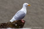 b2_Flytangen_26Juni12_29_D