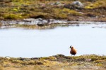 170628b_Erdmannflya_09_D
