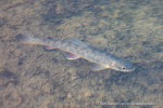 240717a_Tundraodden_092_D