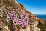 170728b_Bohemanflya_078_D