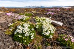 190704b_Bohemanneset_09_D