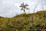 240726_Bohemanflya_087_D
