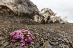 170628a_Wahlenbergbreen_076_D