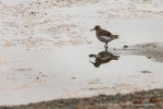 210817c_Mollbukta_046_D