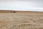 06_f3j_Hingstsletta_08Juli13_019_D