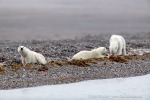 41_220817d_Lomfjord_166_D
