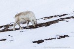 2500501a_Skansbukta_22_D