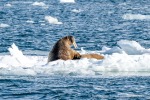 250502b_Dahlbreen_25_D