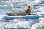 250503b_Kongsfjord_47_D