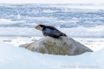 250504a_Fjortende-Julibukta_72_D