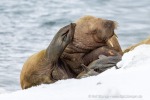 250506a_Sarstangen_26_D