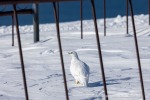 250507a_Colesbukta_53_D