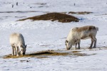 250507a_Colesbukta_61_D