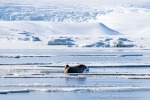 250507c_Borebukta_15_D