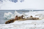250506a_Sarstangen_10_D