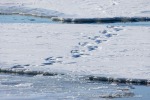 250507c_Borebukta_41_D