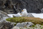 250529a_Hamiltonbukta_12_D