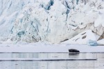 250529a_Hamiltonbukta_32_D