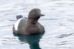 250529a_Hamiltonbukta_67_D
