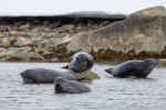 250529d_Virgohamna_10_D