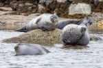 250529d_Virgohamna_44_D