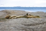 250530a_Sarstangen_03_D