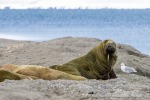 250530a_Sarstangen_09_D