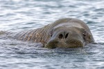 250530a_Sarstangen_46_D
