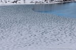 250530b_Gjertsenodden_16_D