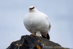 250530b_Gjertsenodden_40_D