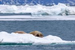 250531d_Nansenbreen_14_D