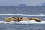 250531d_Nansenbreen_07_D