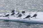 250601a_Borebukta_11_D