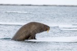 250601a_Borebukta_18_D