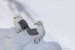 250601a_Borebukta_30_D