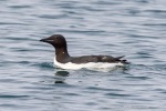 250601a_Borebukta_40_D