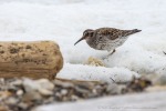250601b_Bohemanneset_24_D