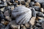 250602a_Skansbukta_18_D
