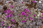 250602c_Gipshuksletta_25_D
