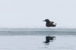 250605a_Trygghamna_51_D