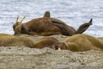 250605c_Poolepynten_46_D