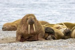 250605c_Poolepynten_54_D