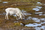 250606a_Ny-Alesund_51_D