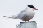 250606a_Ny-Alesund_70_D