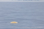 250606c_Kapp-Mitra_06_D