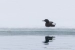 250605a_Trygghamna_51_D