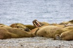 250605c_Poolepynten_14_D
