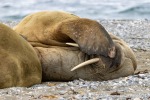 250605c_Poolepynten_42_D